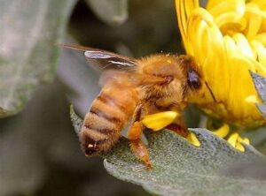 蜜蜂喝花