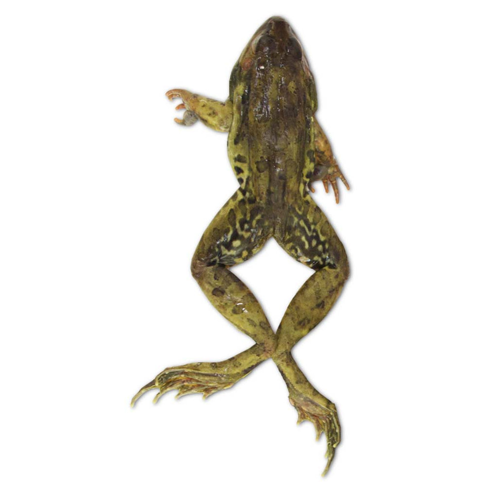 青蛙标本，草，3.5“-4”，平原