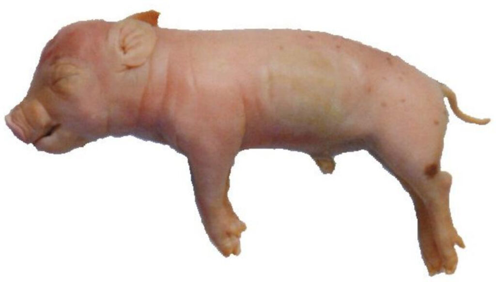 胎猪标本，7“-10”，双注射