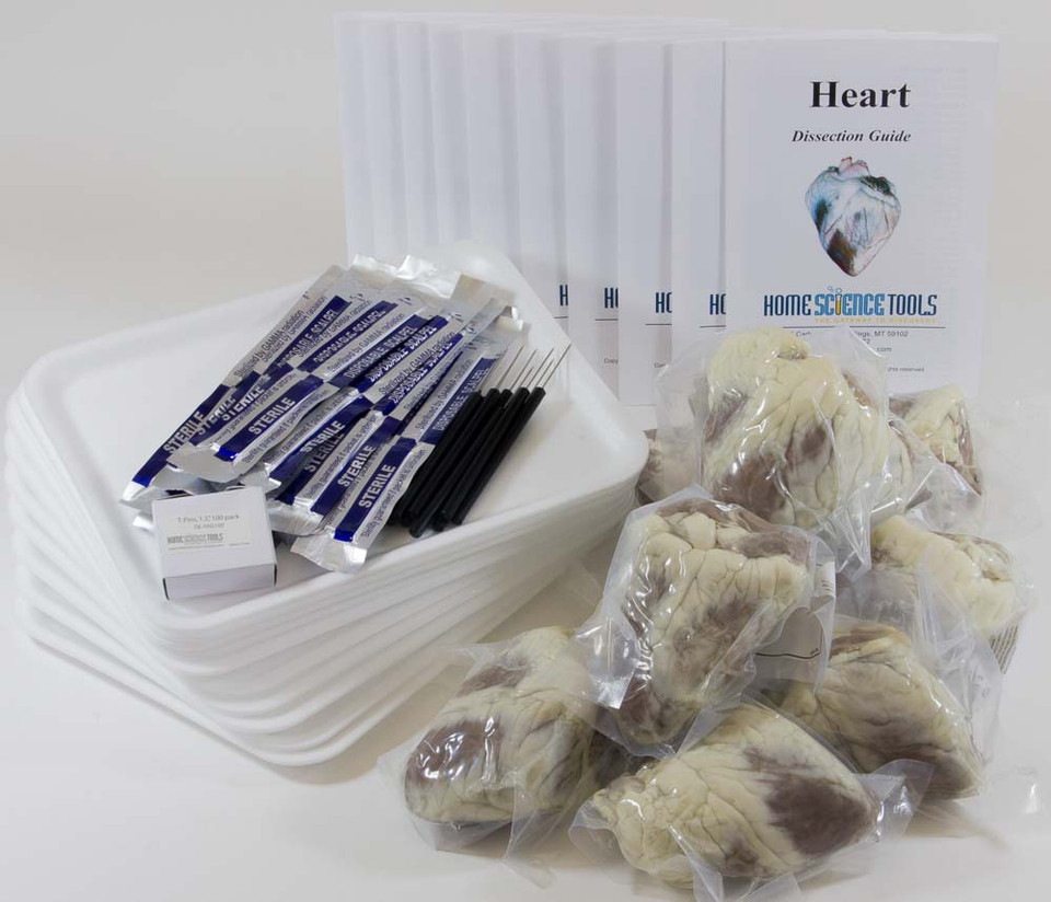 教室羊心脏解剖工具包