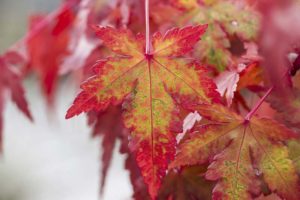 red leaves