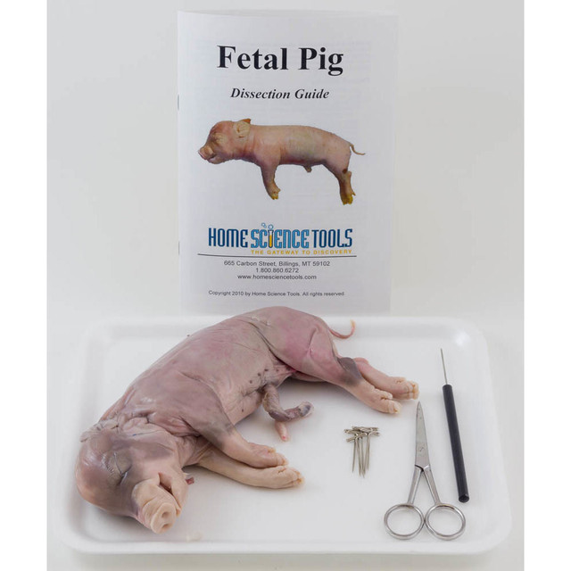 胎猪解剖试剂盒