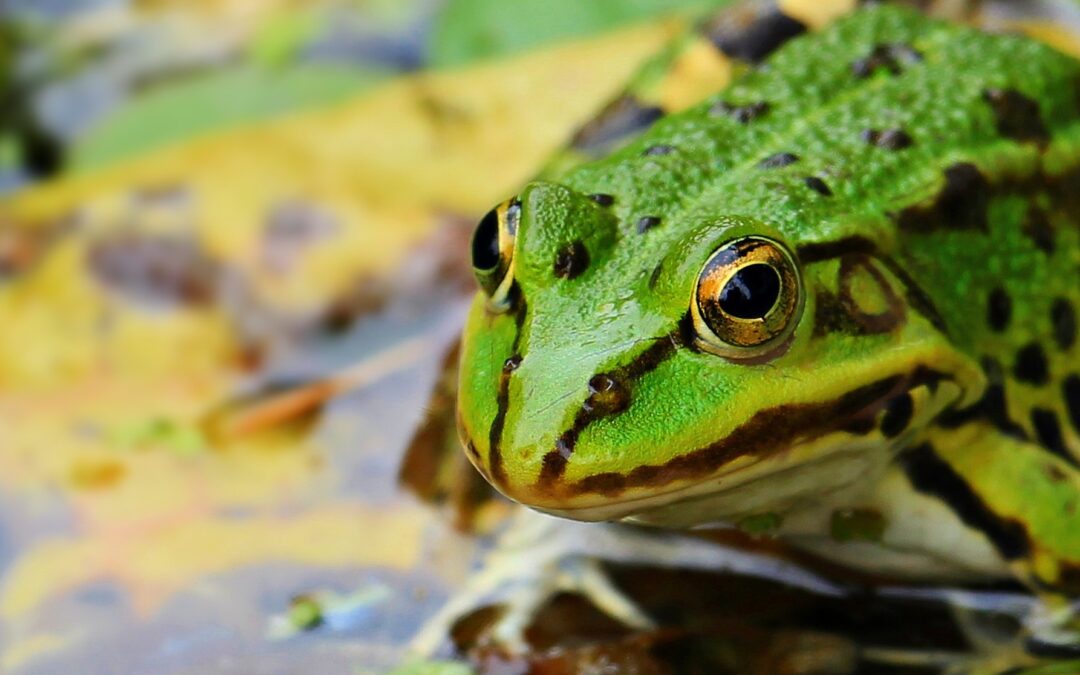 青蛙的生命周期