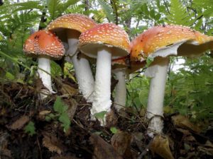 mushroom fungus