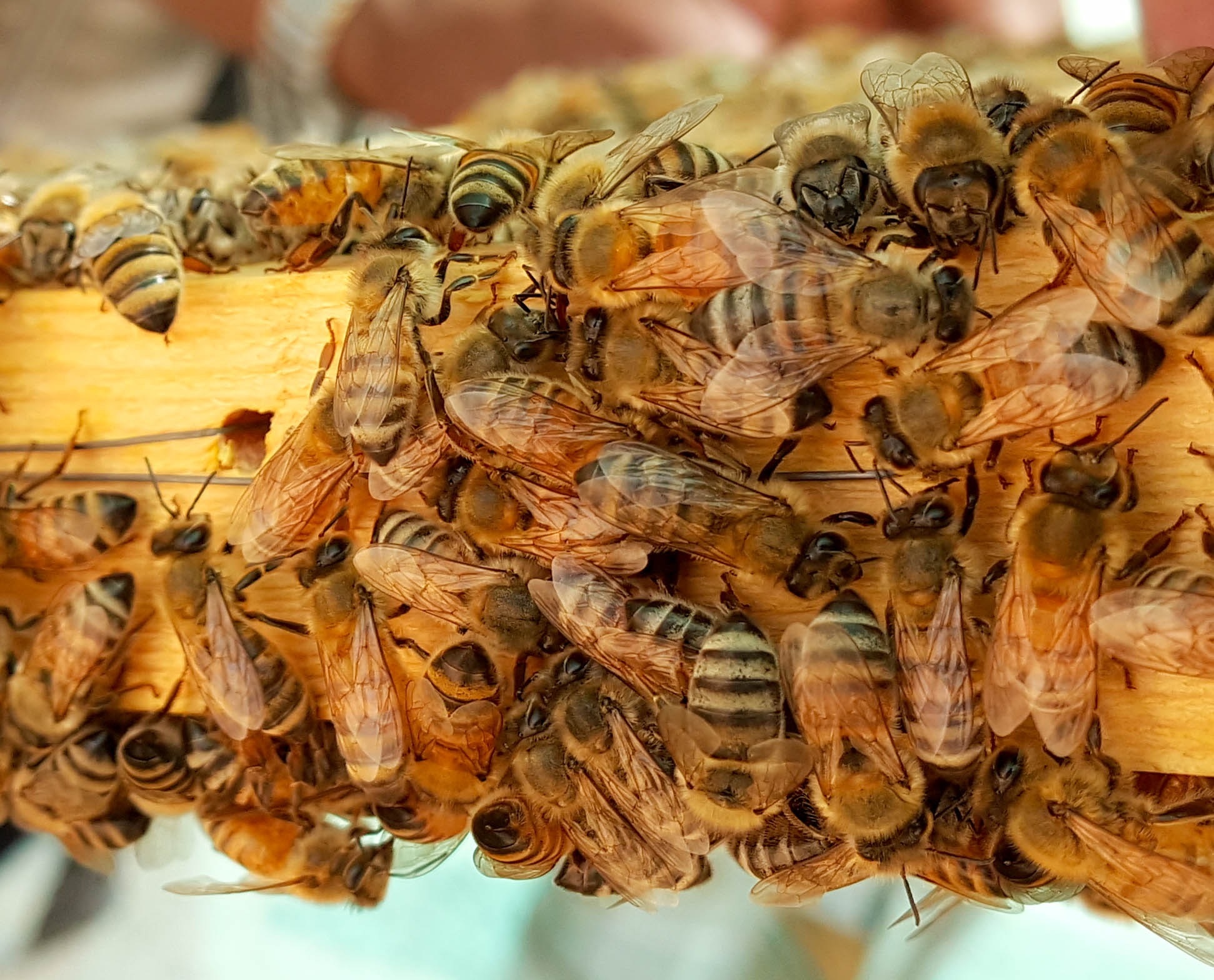 蜜蜂的生命周期