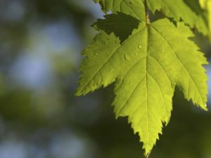 green leaf with chlorophyll