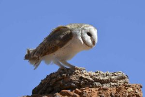 barn owl