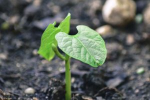 bean seedling