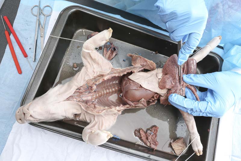 胎儿猪解剖指导项目