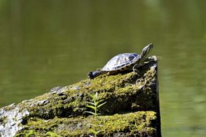 乌龟在岩石上